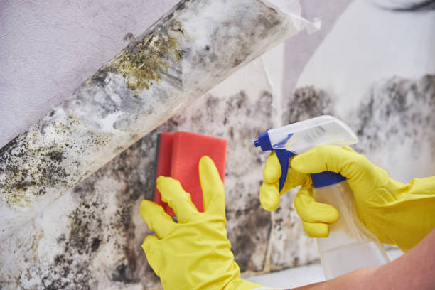  Trinity, AL Mold Removal Pros